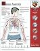 Search : 'Rescue Anatomy' Wall Poster - DF003UV
