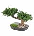 Monterey Bonzai 10