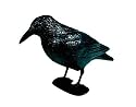 Siena Garden 7341B 040 519 Rabe schwarz 38 cm mit Stab + Füßen Kunststoff
