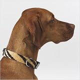 Dog Collar in Safari Microvelvet Size: Large