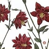 Red Floral Paper Beverage Napkins 5081