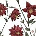 Red Floral Paper Beverage Napkins 5081
