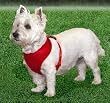 COMF SOFT ADJ HARNESS 3/4" RED