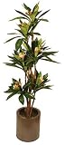 Review i-koncepts Ltd  / 5ft Plumeria (Frangipani) - Natural White - Artificial Plant
