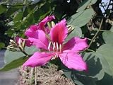 Eigenschaften tropical.garden  / Orchideenbaum - rot - Bauhinia purpurea 10K