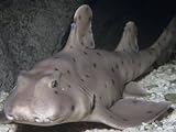 Horn Shark (Heterodontus Francisci), California, Usa. Note its Dorsal Fin, Spine, and Pig-Like Face Animal Photographic Poster Print by Ken Lucas, 32x24