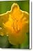 A Close Up Of Stella Doro Daylily Canvas Print / Canvas Art - Artist Joel Sartore
