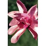 Leonard Messel Magnolia Tree - Outdoors or Bonsai