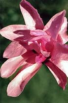 Leonard Messel Magnolia Tree - Outdoors or Bonsai