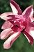 Leonard Messel Magnolia Tree - Outdoors or Bonsai