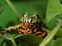 Fire-Bellied Toad at the Sunset Zoo Photographic Poster Print by Joel Sartore, 30x40