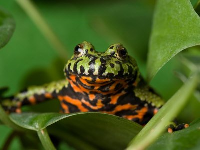Fire-Bellied Toad