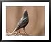 A European Starling (Sturnus Vulgaris Linnaeus) on a Spring Day Framed Art Poster Pri...