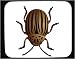 Mouse Pad with beetle, insect, leaf, pest, 