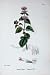 Botany Plants C1902 Bergamot Mint Mentha Citrata Flower
