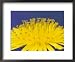 Common Dandelions in Great Smokey Mountains National Park, Tennessee, USA Framed Art Poster Print by