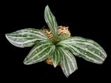 Sarcoglottis sceptrodes Lime Galaxy "LIMIT ONE*