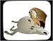 Decorated Mouse Pad with carcass, vulture, zoo, African, griffon, cadaver, bird, capt...