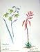 Townsend Wild Flowers 1933 Erica Aloes Snowdrop