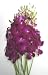 Fresh Flowers - Dark Purple Dendrobium Orchids