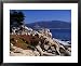 17-Mile Drive, Pescadero Point, Carmel, California, USA Framed Art Poster Print by Nik Wheeler, 31x25