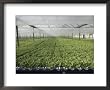 Hydroponic Lettuce is Grown in an Acre of Greenhouse Troughs Photography Framed Art Poster Print by Joseph H. Bailey, 22x18