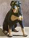 29 1/2 Inch Sam Houston Rottweiler