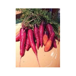 Day 32 – Carrots!
