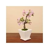 贈り物にオススメ！モダン盆栽：一才桜(受け皿付)