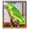Birds - Yellow Nape Parrot - Desk Clocks