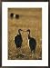Pair of sandhill cranes, beak to beak Subject Framed Art Poster Print by Michael Melford, 21x29