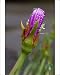 Photographic Prints of ASW-4526 Shrubby Mesemb Flower -close up of closed flower from Ardea Wildlife Pets