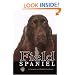 Field Spaniel (Rare Breed)