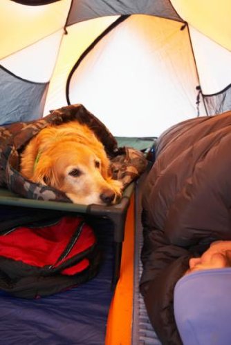 Dog and Person inside Tent - 18