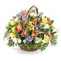 Fresh and fragrant Freesia basket - Send Traditional Bouquet of Fresh Flowers Beautiful Floral Gift