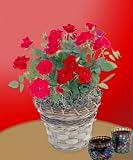 Red Mini Roses - B000P0QUYU