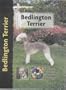 Bedlington Terrier (Dog Breeds)