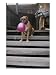 A Tough Looking Bulldog Delicately Holds a Balloon in Morro Bay, Boxer Photographic Poster Print by Marc Moritsch, 18x24