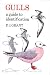 Gulls: A Guide to Identification