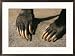 Close-up of the claws of a Malayan sun bear Framed Art Print by Roy Toft, 29