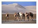 Wild Camels and Sand Dunes in Empty Southeast Quarter of Qatar, Jarayan Al Batnah, Qatar Subject Photographic Poster Print by Mark Daffey, 16x12