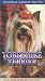 yorkshire terrier - Selecting and Caring For Your Pet Yorkshire Terrier