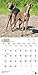 Italian Greyhounds 18-Month 2015 Calendar