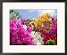 Bougainvillea, Cayman Brac, Cayman Islands, Caribbean Framed Art Poster Print by Greg Johnston, 22x18