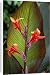 Canvas Prints of DAD-1052 Canna Indica Purpurea from Ardea Wildlife Pets