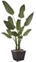 Autograph Foliages P-50165 - 8 Foot Bird Of Paradise Plant - Green