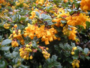 Darwin's Barberry - Berberis Darwinii - 1 Pkt Of 25 Seeds - Fruiting Shrub - Berries