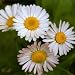 Daisies Botanical Art Poster Print by Vitantonio Dell'orto, 28x28