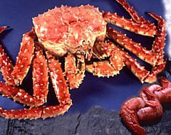 10 pounds Giant Alaskan Red King Crab