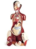 Deluxe 23 Part Black KnowBody Teaching Torso Model with Detachable Head and Hardwood Turntable Base-Model#AW-DG711